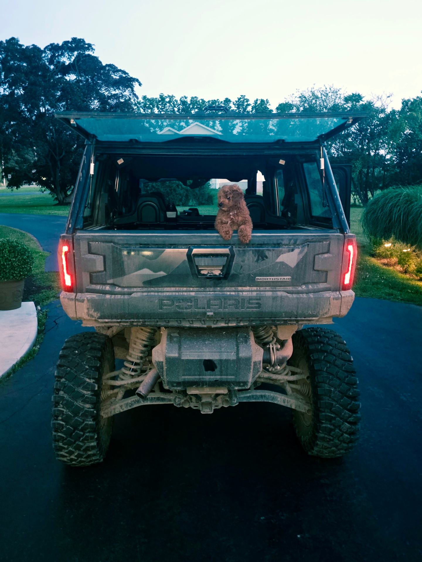 Tex, the farm dog, sitting in the back of the Polaris Ranger