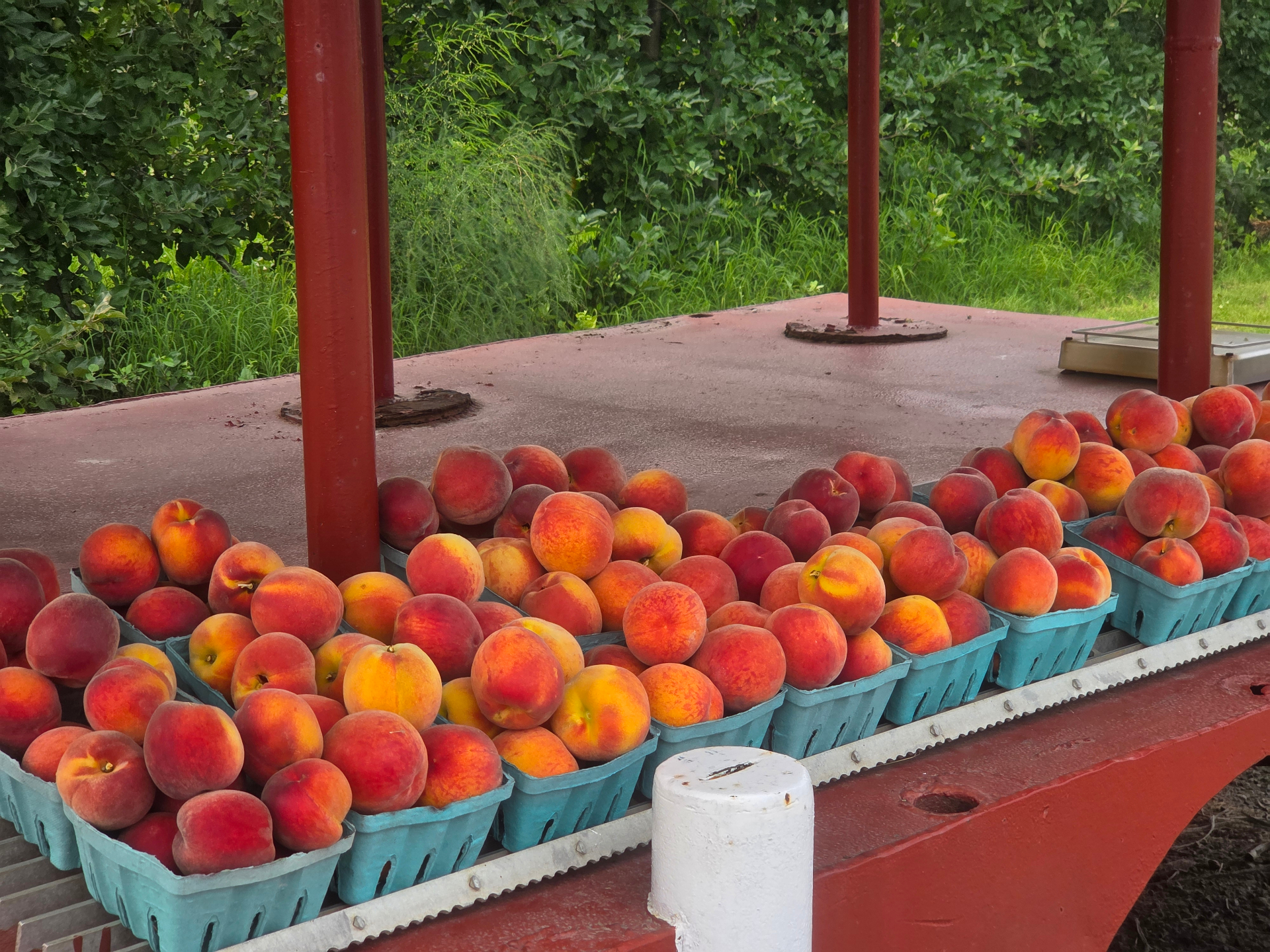 Fresh peaches at the Lakeville Orchards stand