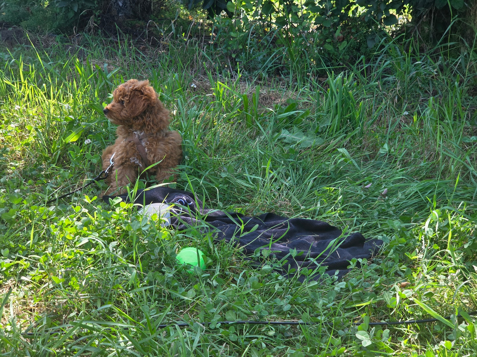 Tex watching the orchard from the grass