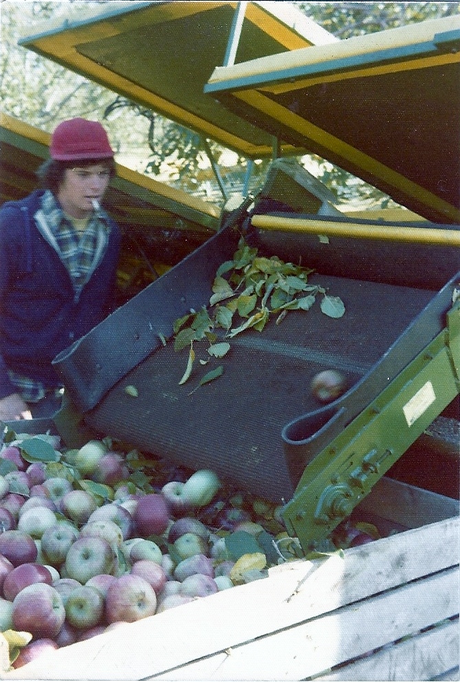 Jim Peters on the cherry shaker