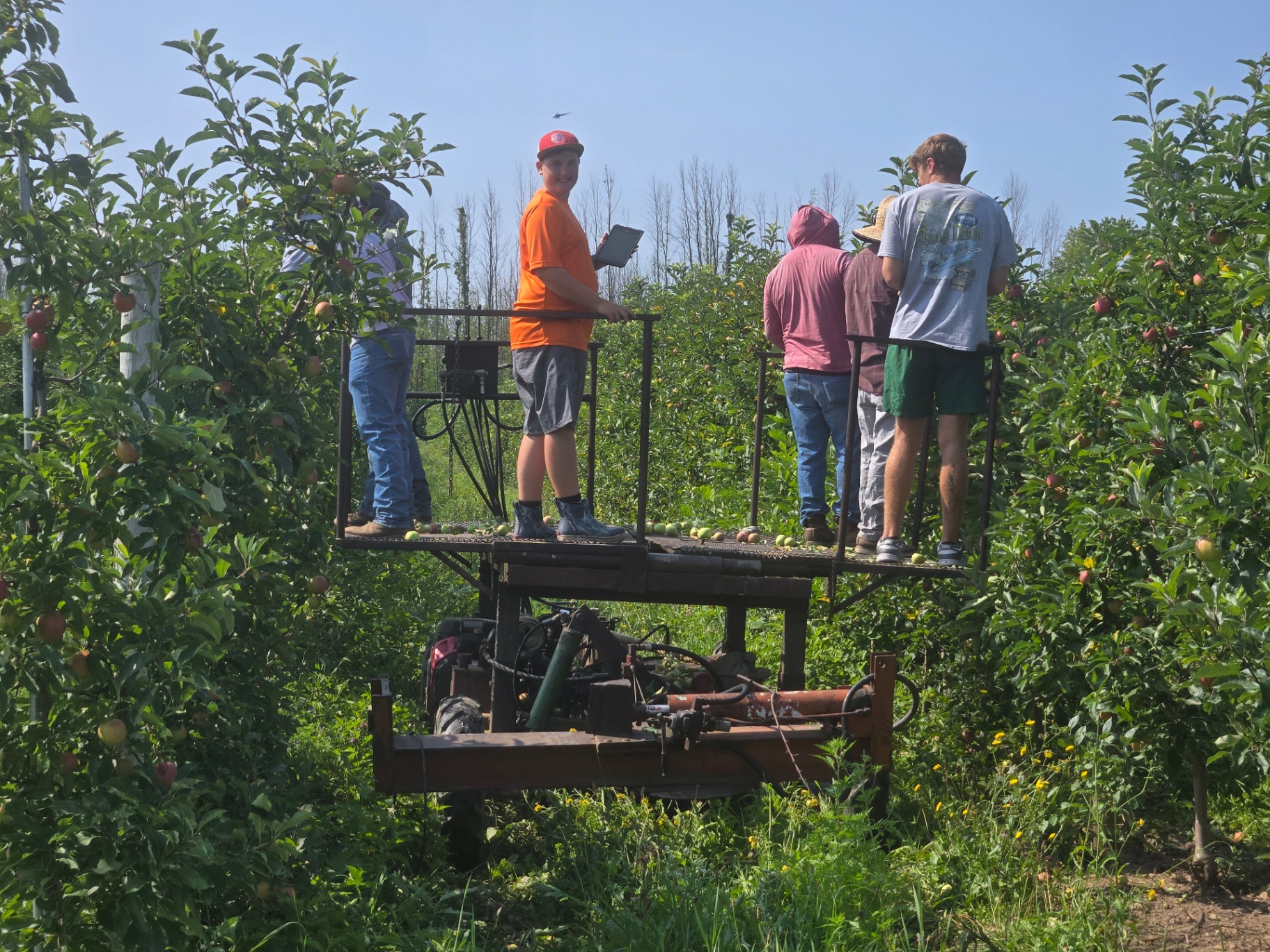 Casen on the farm-built harvesting platform hand-thinning apples