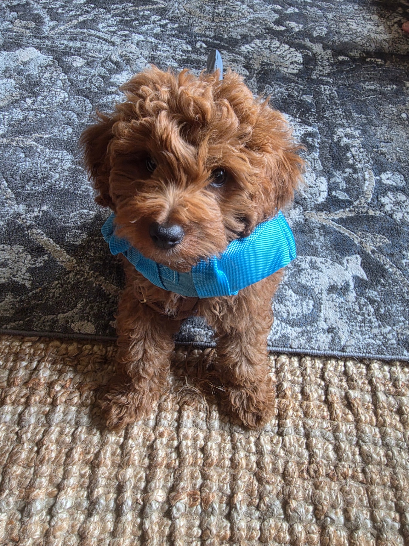 Tex, the brown poodle-mix puppy, sitting in a blue harness