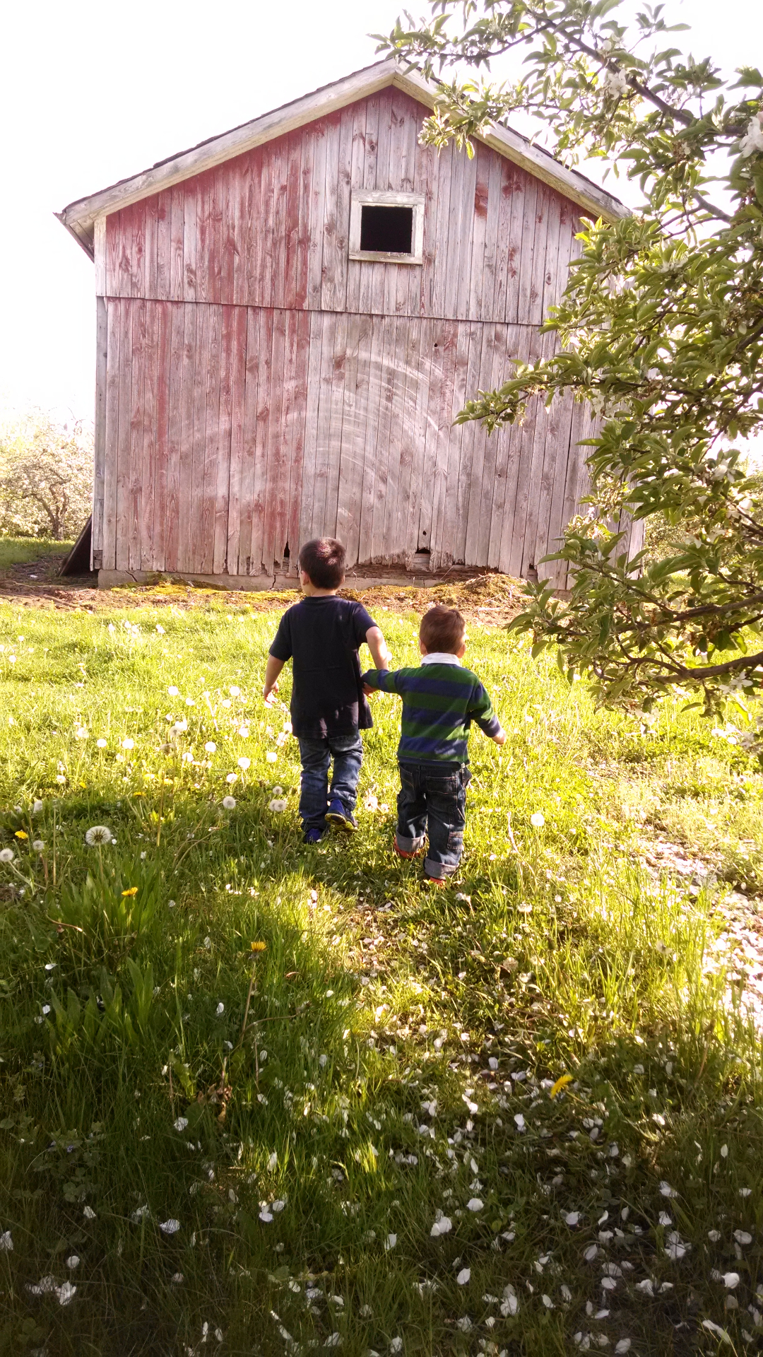 Carter and Casen walking toward the old barn