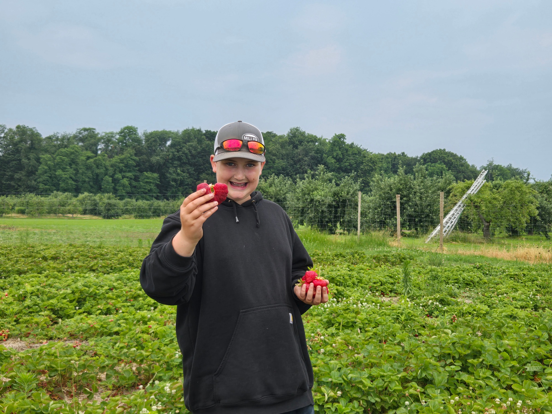 Casen picking strawberries in the field
